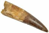 Bargain, Real Fossil Spinosaurus Tooth - Composite Tooth #351620-1
